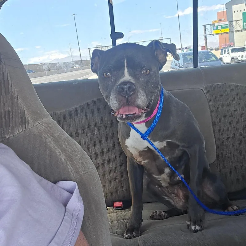 A senior medium-sized female Black Pit Bull Terrier dog named Agnes for adoption in Pahrump, NV