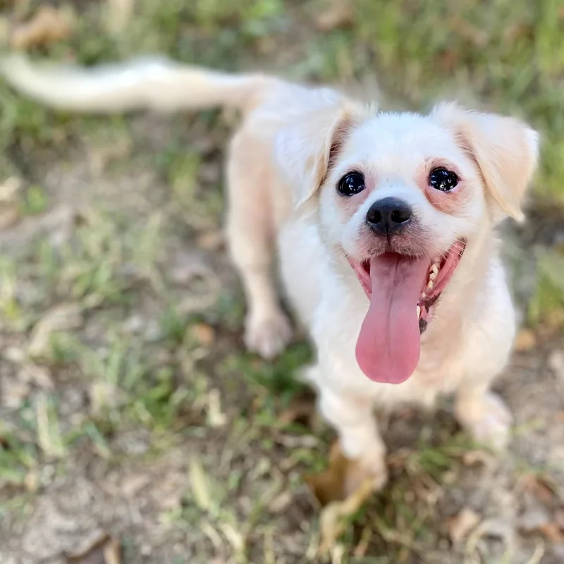 An adult small-sized female White / Cream Papillon dog named Maxine for adoption in Andover, MA