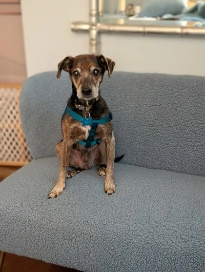 A senior small-sized male Mixed Breed dog named Lucien for adoption in Chamblee, GA