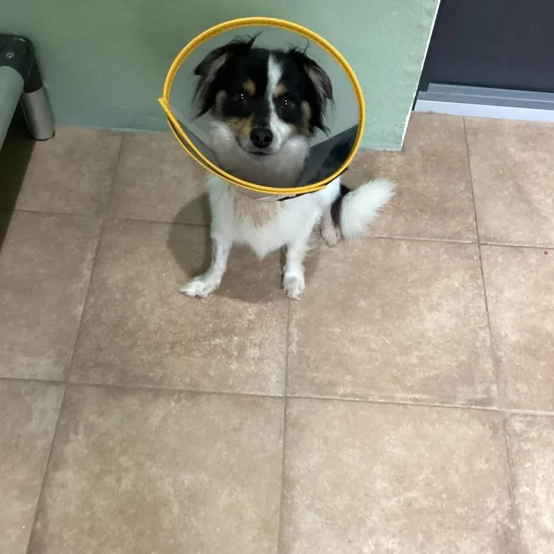 An adult small-sized male Chihuahua dog named Tortugas Chi Chi for adoption in LOXAHATCHEE, FL