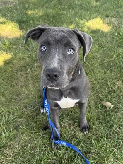 A young large-sized male Gray / Blue / Silver Pit Bull Terrier dog named Sully for adoption in Kansas City, MO