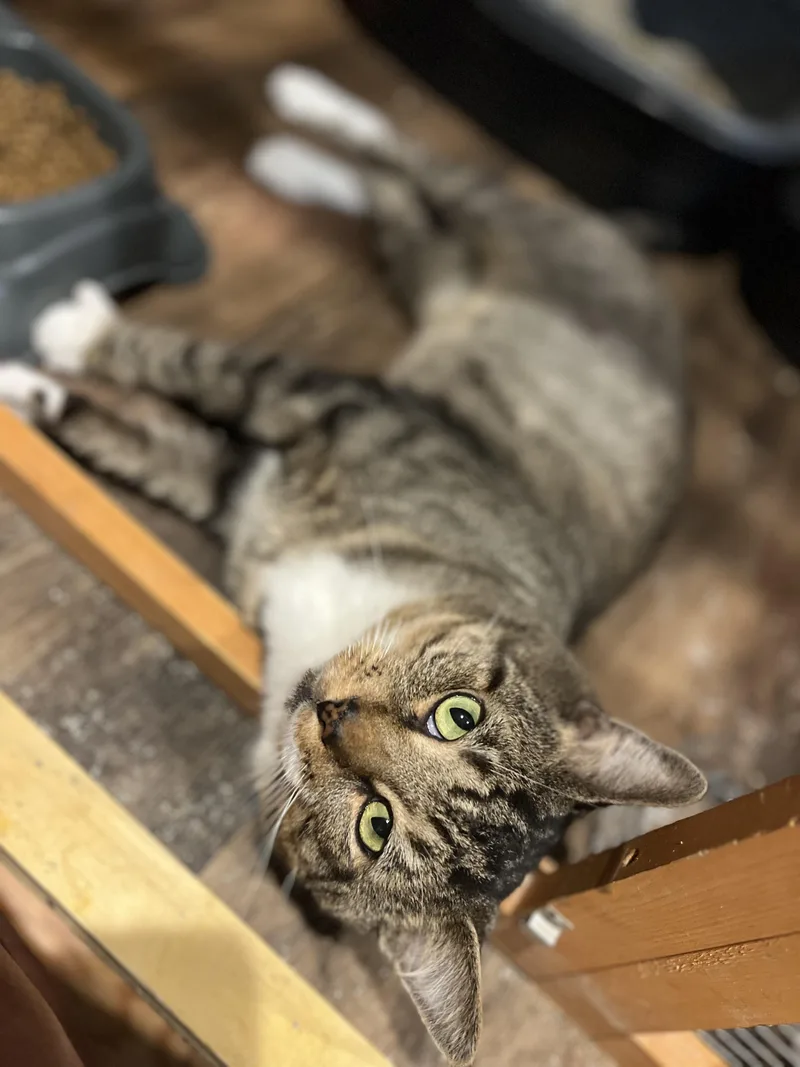 An adult large-sized male Tabby (Buff / Tan / Fawn) Domestic Short Hair cat named The Flash for adoption in Griswold, CT