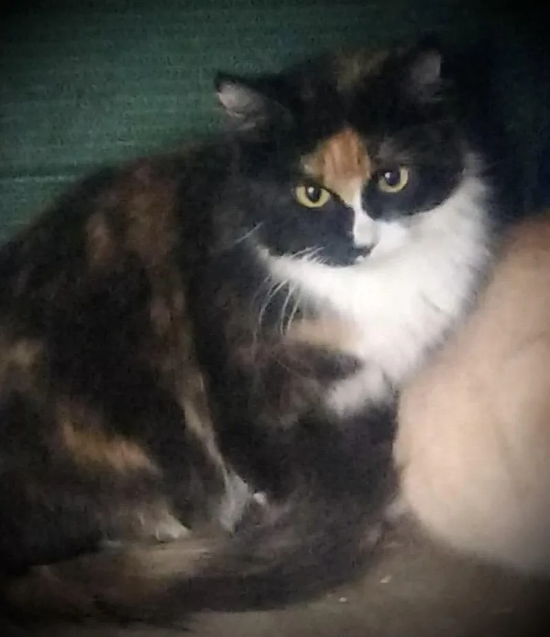 An adult medium-sized female Tortoiseshell cat named Ladybug for adoption in Piedmont, MO