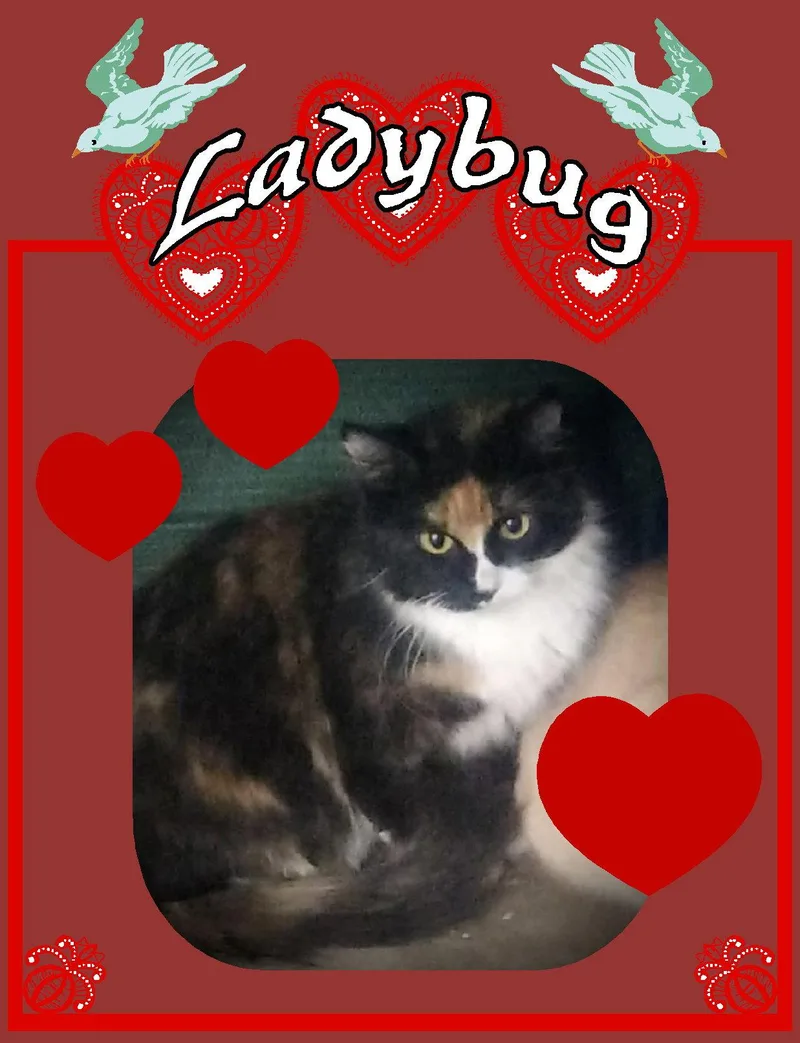 Ladybug thumbnail 2