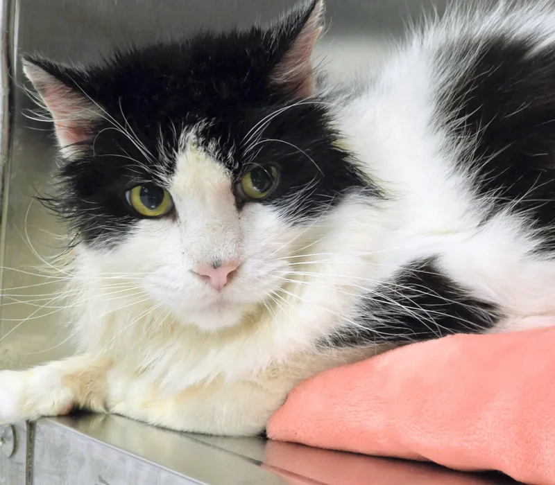 An adult large-sized male Domestic Medium Hair cat named Adin for adoption in Amityville, NY