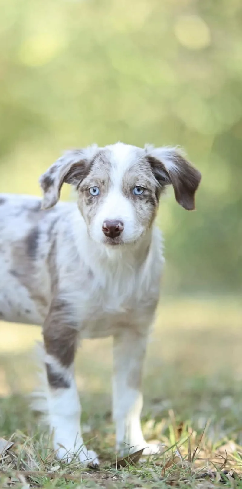 A baby small-sized female Aussiedoodle dog named Latte for adoption in Lucedale, MS
