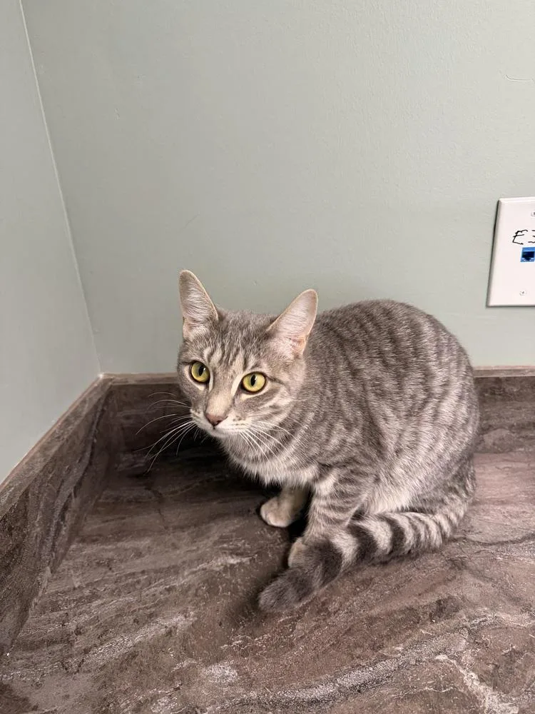 A young medium-sized female Domestic Short Hair cat named Falcon for adoption in Plymouth, MI