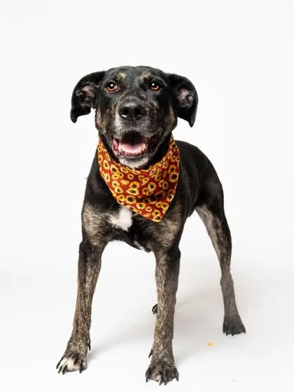 An adult large-sized male Mixed Breed dog named Yarmir for adoption in Atlanta, GA