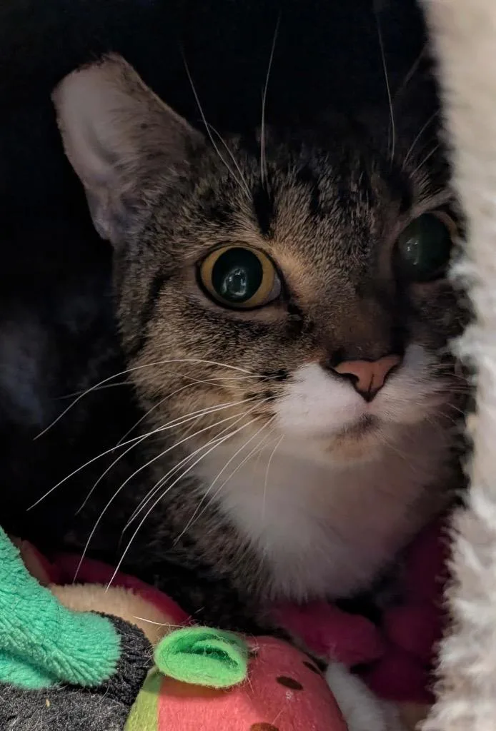 A young small-sized female Domestic Short Hair cat named Turtle for adoption in Gorham, ME