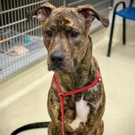 A young large-sized male Brindle Boxer dog named Apollo for adoption in Columbia, MD