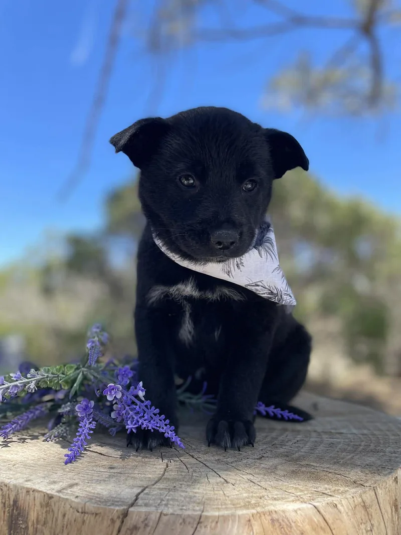 A baby medium-sized female Shepherd dog named Mabeline for adoption in Anza, CA