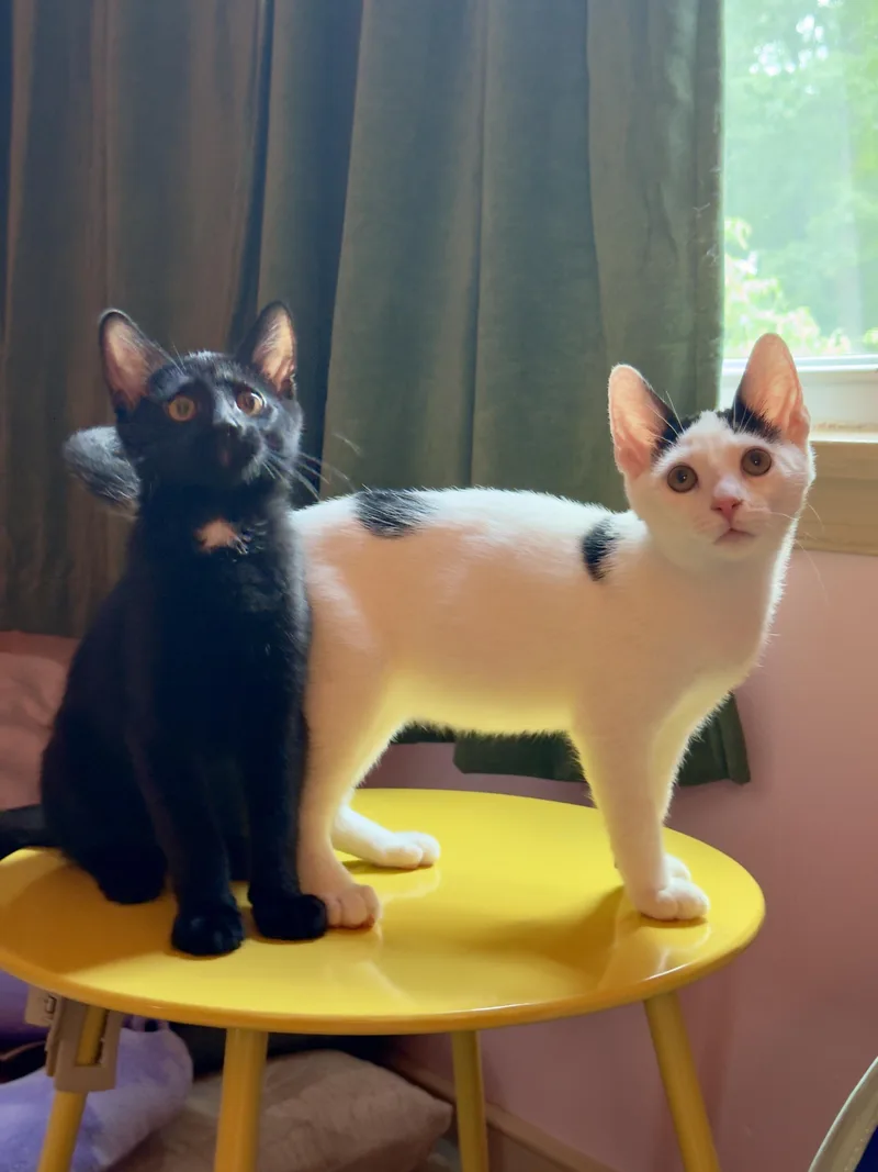 A baby small-sized male Domestic Short Hair cat named Mortise and Tenon for adoption in Richmond, VA
