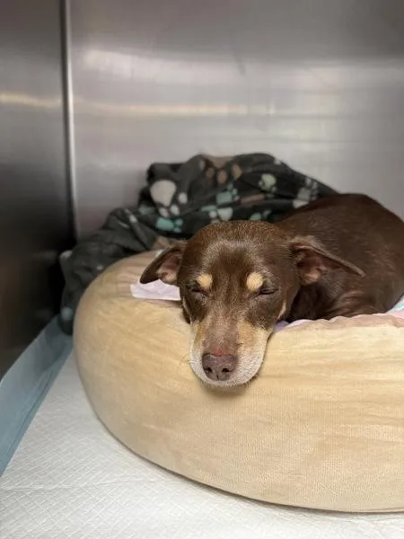 An adult small-sized female Chihuahua dog named Daisy for adoption in Salisbury, MD