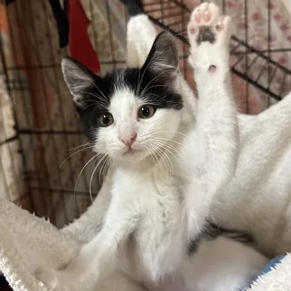 A baby small-sized female Domestic Short Hair cat named Havana for adoption in Merriam, KS