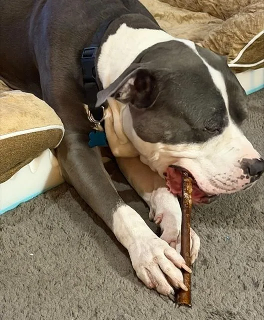 An adult large-sized male Pit Bull Terrier dog named Bubba for adoption in Mesa, AZ