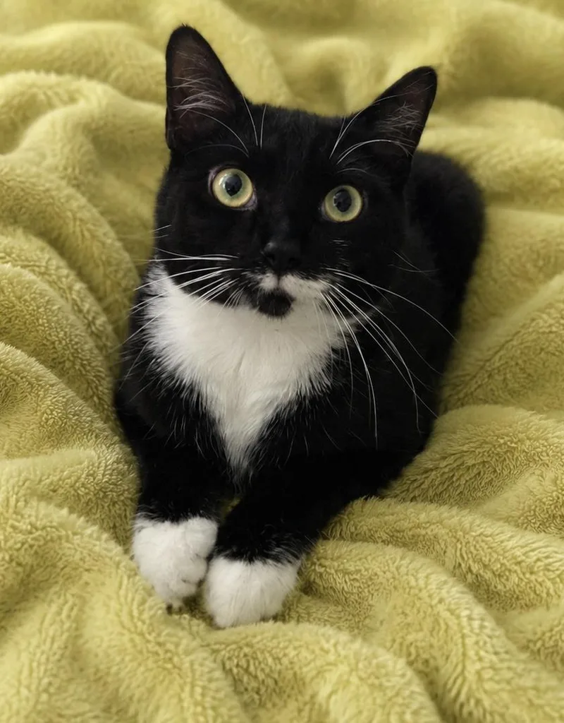 A young medium-sized female Black & White / Tuxedo Tuxedo cat named Penelope for adoption in Copley, OH
