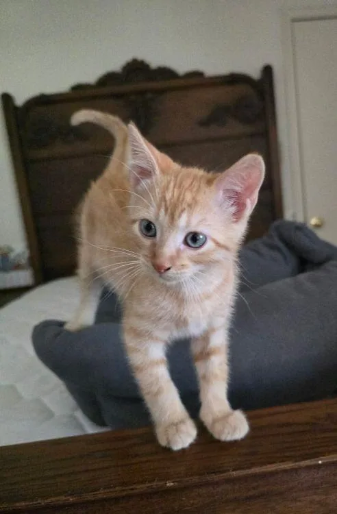 A baby medium-sized male Tabby (Orange / Red) American Shorthair cat named Booger for adoption in Richardson, TX