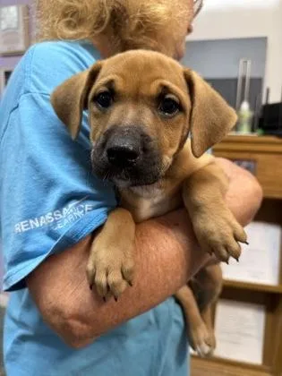 A baby small-sized female Mixed Breed dog named Kallie for adoption in West Chester, PA