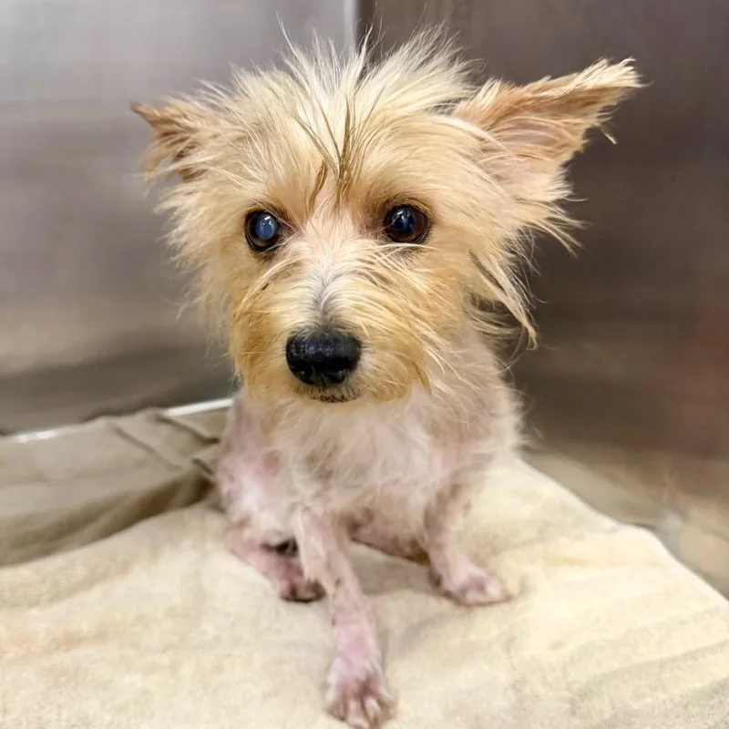 An adult small-sized male White / Cream Yorkshire Terrier dog named Boomer for adoption in Opelika, AL