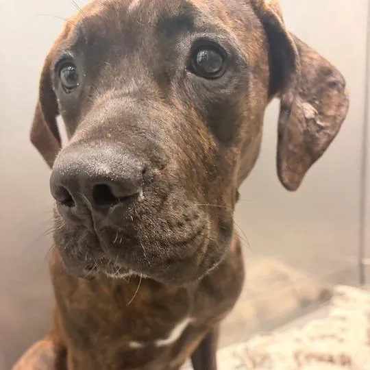 An adult large-sized female Brown / Chocolate Mixed Breed dog named Giovanni for adoption in Davenport, IA