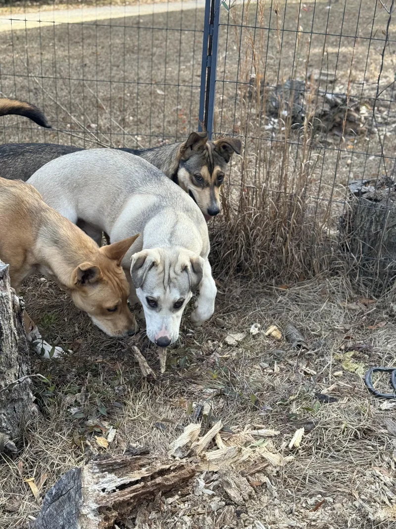 Lord Butterbean thumbnail 2