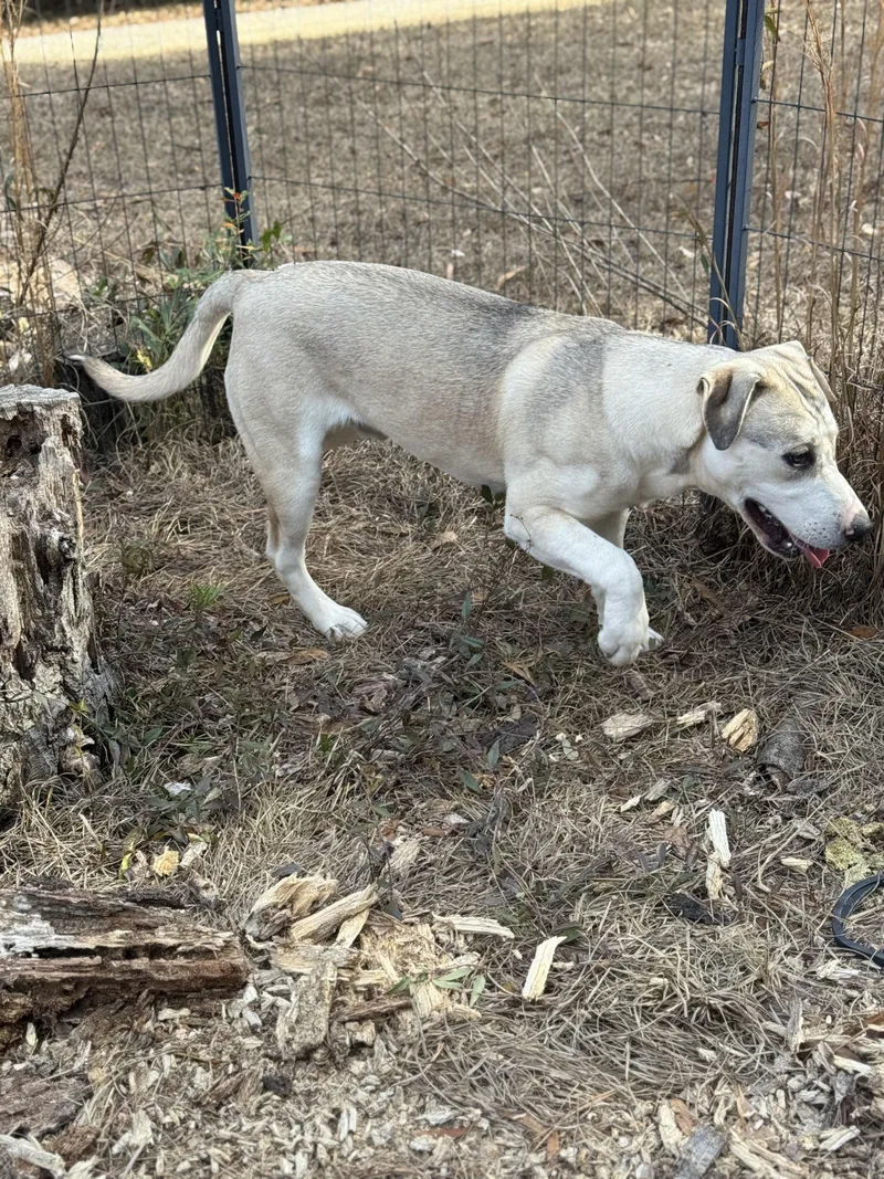 Lord Butterbean thumbnail 4