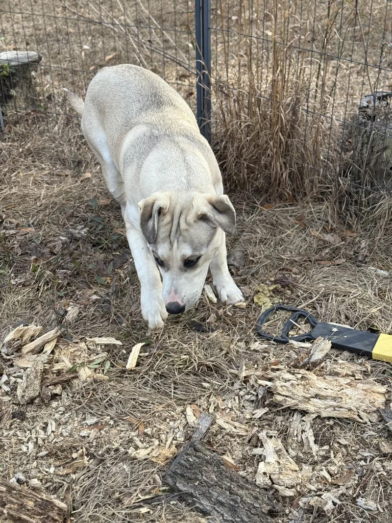 Lord Butterbean thumbnail 5