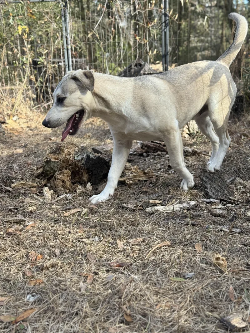 Lord Butterbean thumbnail 6