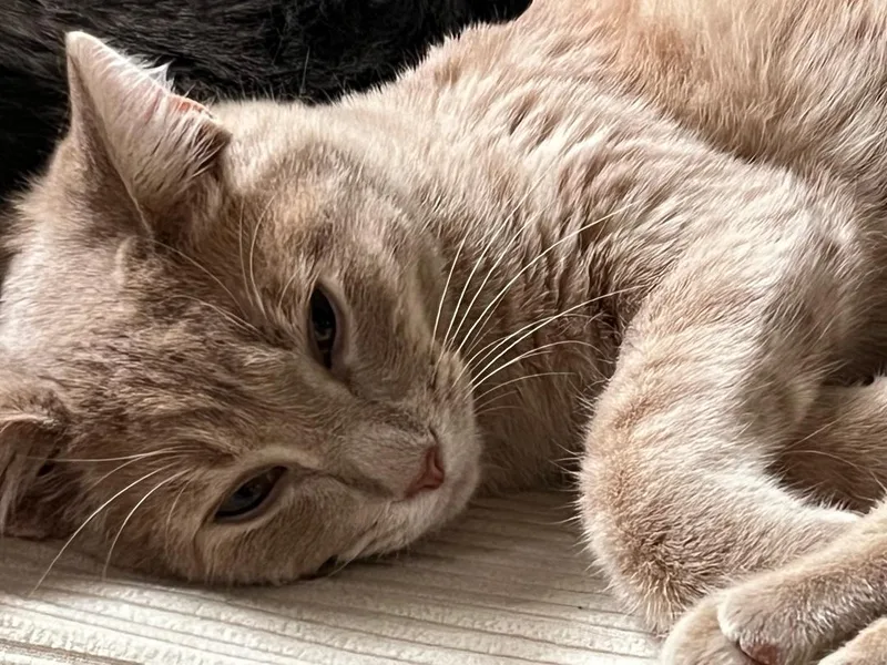 A baby medium-sized male Buff / Tan / Fawn Domestic Short Hair cat named George for adoption in Mokena, IL