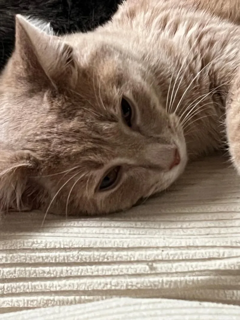 George thumbnail 2
