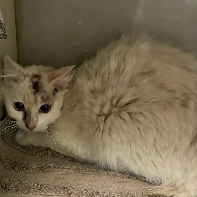 A young medium-sized male White Domestic Short Hair cat named Charlie for adoption in Yuma, AZ