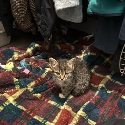 A baby small-sized female Brown / Chocolate Domestic Short Hair cat named Fiona for adoption in Brevard, NC