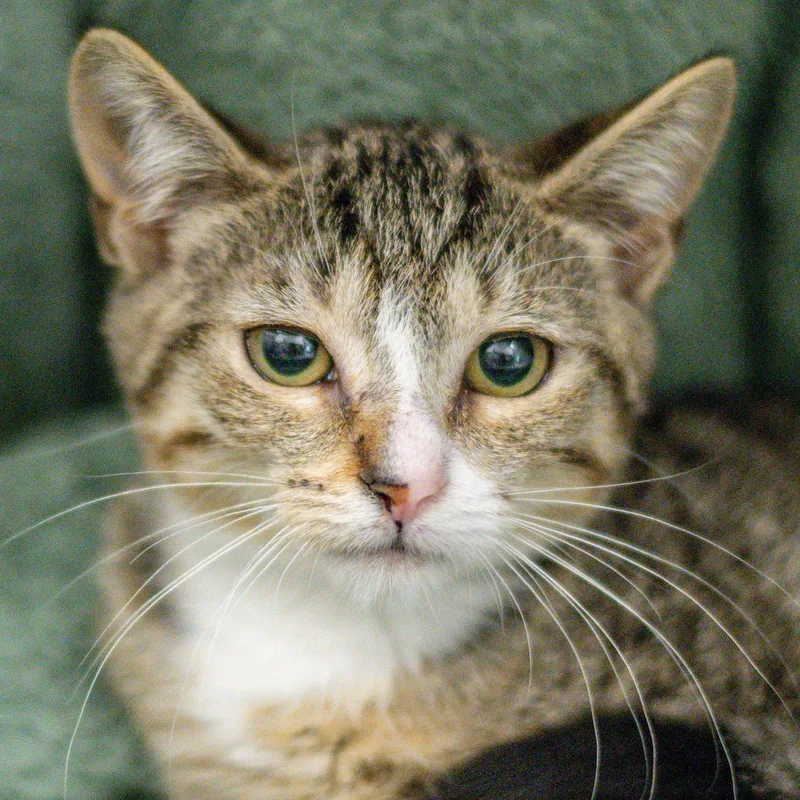 A young small-sized female Domestic Short Hair cat named Baileigh for adoption in Hilton Head Island, SC