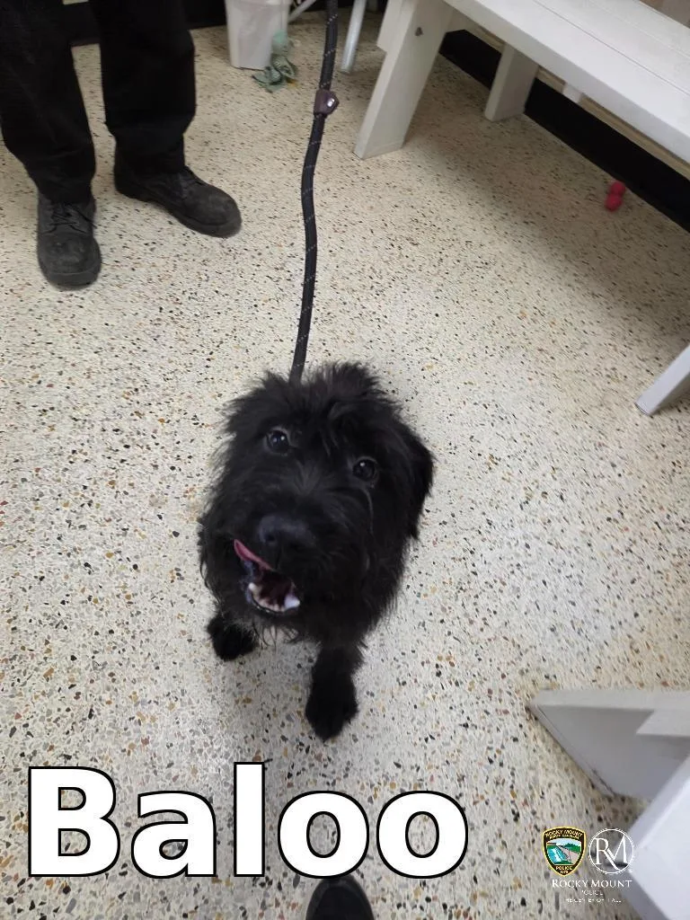 Baloo
