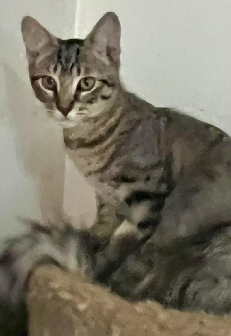 A baby medium-sized female Tabby (Buff / Tan / Fawn) Tabby cat named Dale for adoption in Springfield, OR