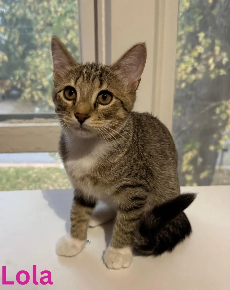 A baby medium-sized female Domestic Short Hair cat named Lola for adoption in Blaine, MN