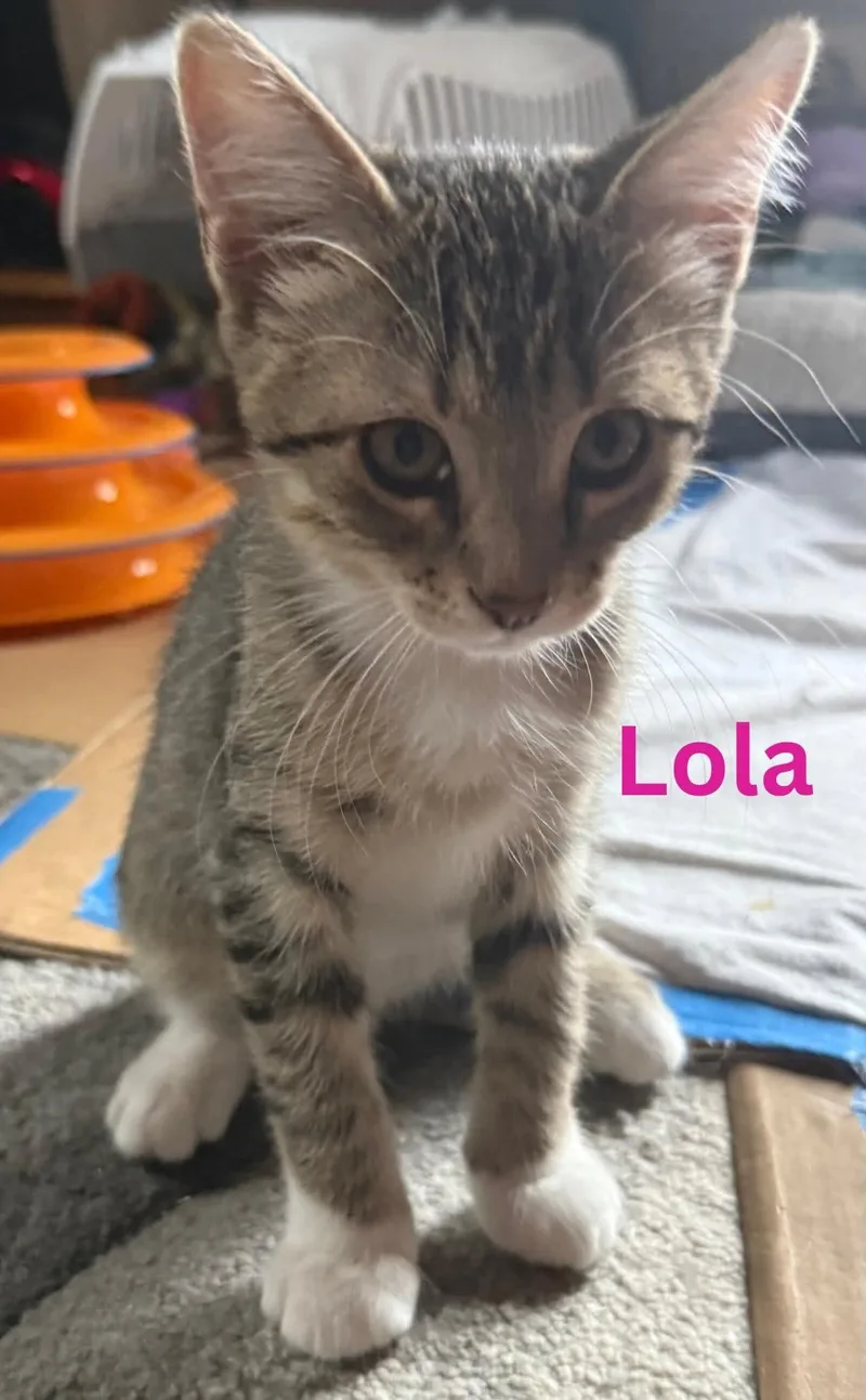 Lola thumbnail 2