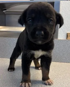 A baby small-sized male Mixed Breed dog named Marzipan for adoption in West Chester, PA