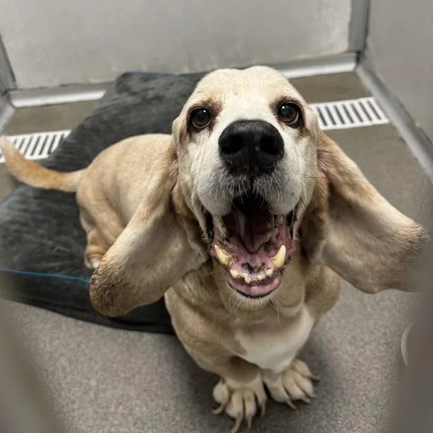 A senior medium-sized male Red / Chestnut / Orange Basset Hound dog named Red for adoption in Milwaukee, WI