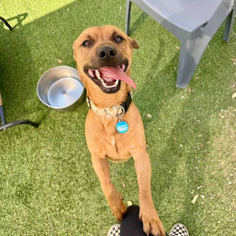 An adult medium-sized male Red / Chestnut / Orange Dachshund dog named Colt for adoption in Agoura Hills, CA