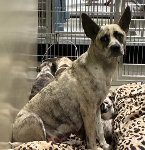 A young medium-sized female Australian Cattle Dog / Blue Heeler dog named Cinnamon for adoption in Bakersfield, CA