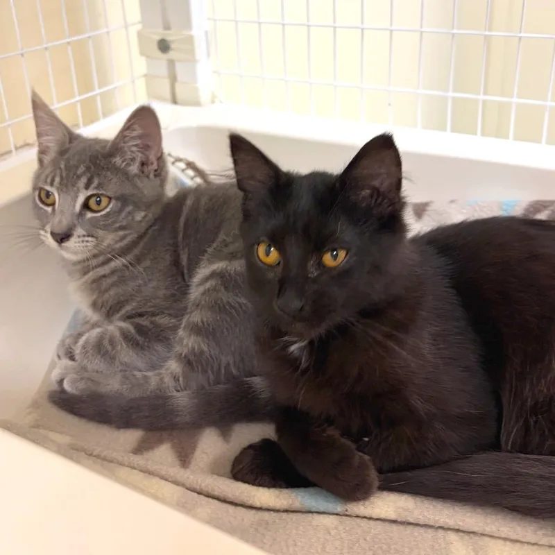 A baby small-sized female Gray / Blue / Silver Domestic Short Hair cat named Crystal for adoption in Woodinville, WA