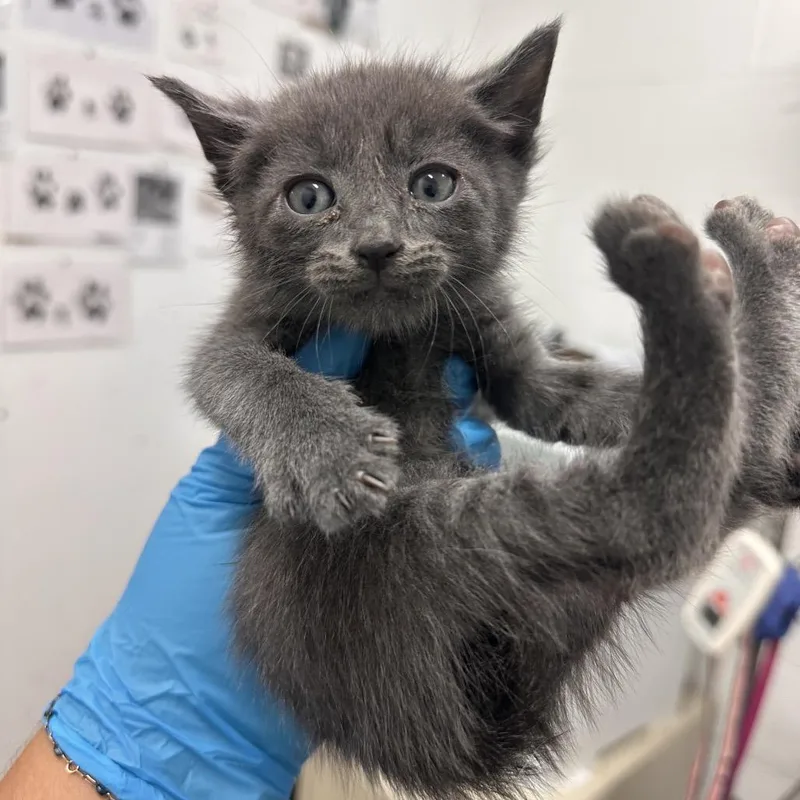 A baby small-sized male Gray / Blue / Silver Domestic Short Hair cat named July for adoption in Edinburg, TX