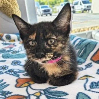 A baby small-sized female Tortoiseshell Domestic Short Hair cat named Midland for adoption in Buffalo, MN