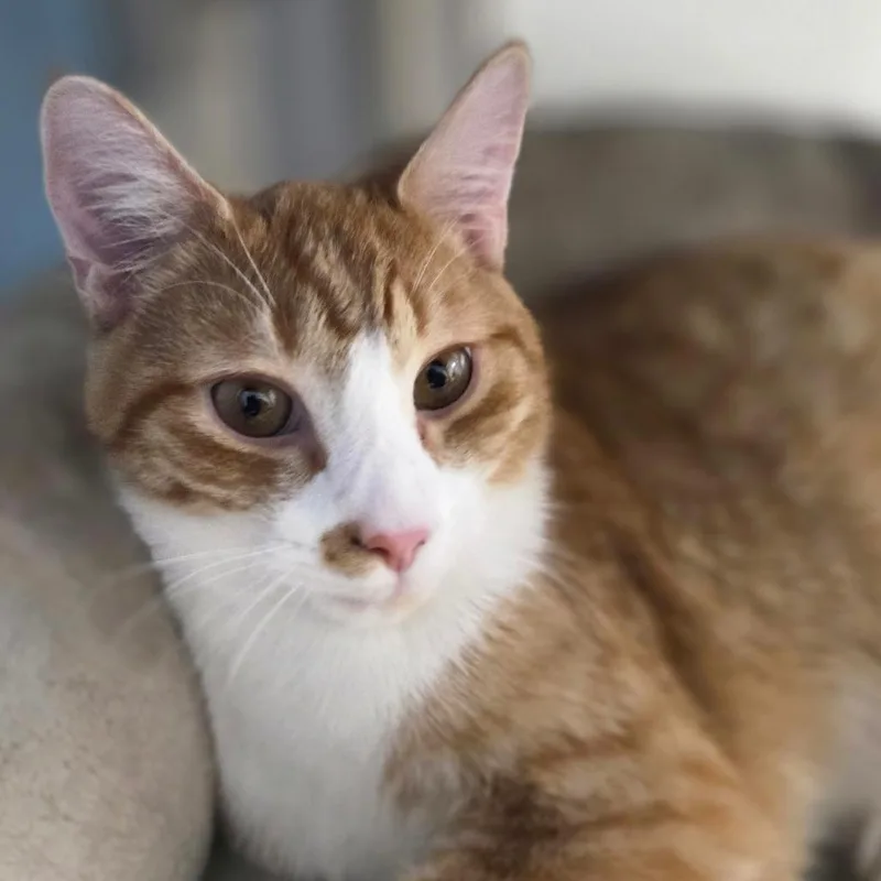A young medium-sized male Orange / Red Domestic Short Hair cat named Keith for adoption in Oneonta, NY