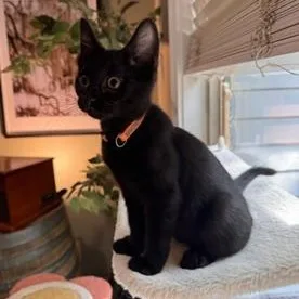 Panther
