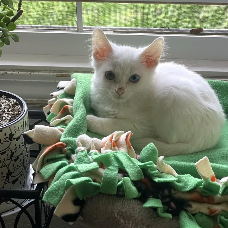 A baby small-sized male White Domestic Medium Hair cat named Pie Filling for adoption in Matteson, IL