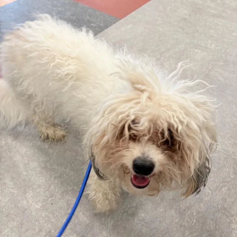 An adult small-sized female White / Cream Mixed Breed dog named Buttercup for adoption in West Chester, PA