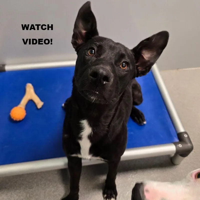 An adult medium-sized female Mixed Breed dog named Lyric for adoption in Kingman, KS