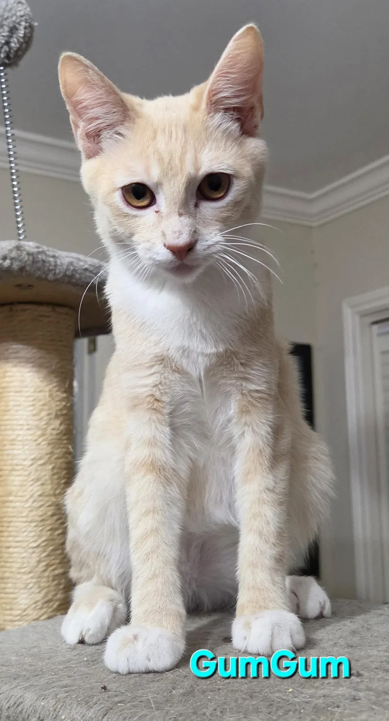 A baby medium-sized male Tabby cat named Gum Gum for adoption in MONTGOMERY, TX